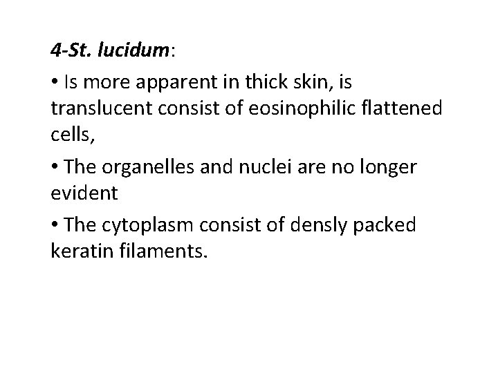 4 -St. lucidum: • Is more apparent in thick skin, is translucent consist of