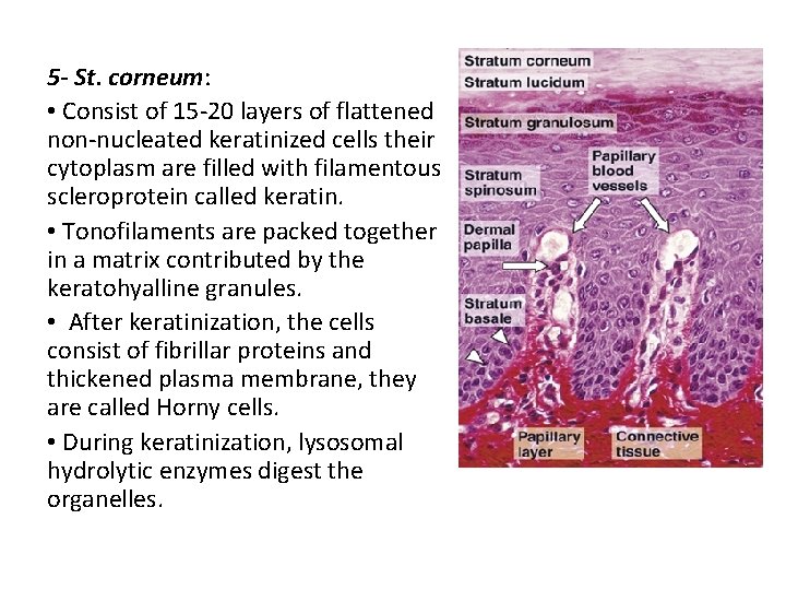 5 - St. corneum: • Consist of 15 -20 layers of flattened non-nucleated keratinized