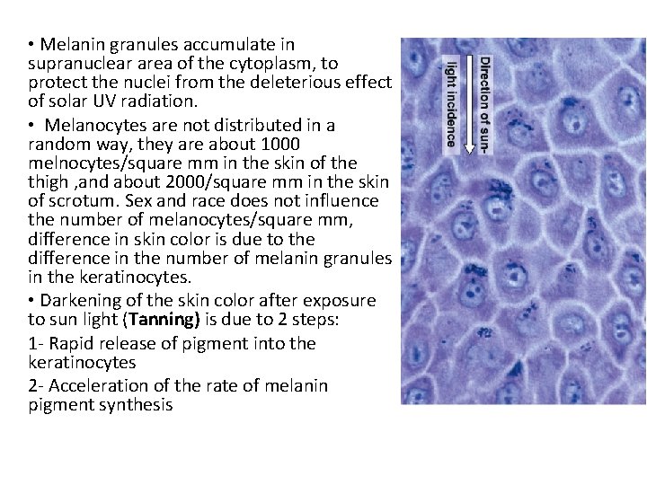  • Melanin granules accumulate in supranuclear area of the cytoplasm, to protect the