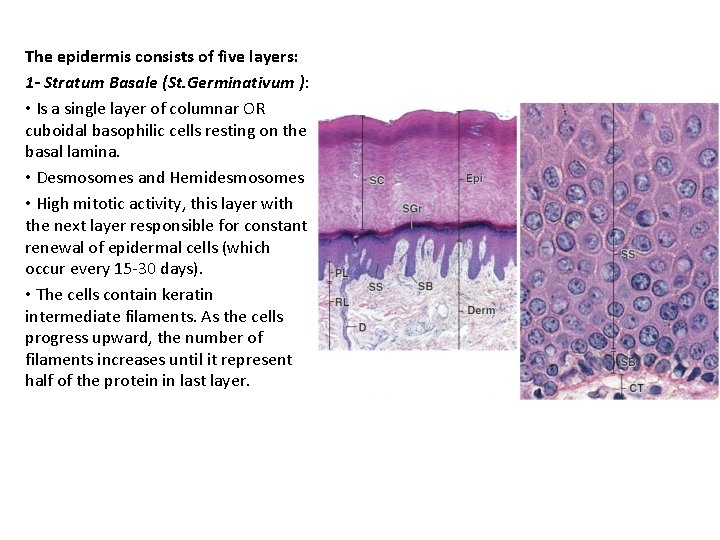 The epidermis consists of five layers: 1 - Stratum Basale (St. Germinativum ): •