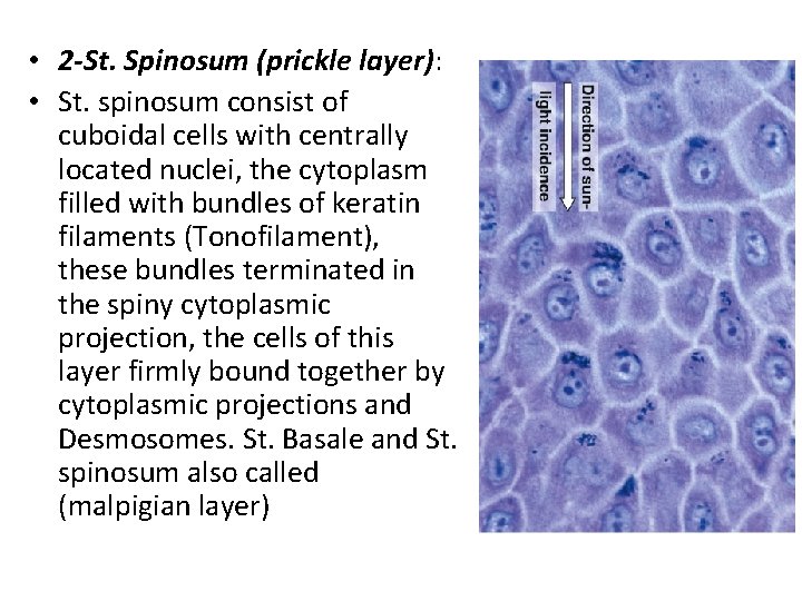  • 2 -St. Spinosum (prickle layer): • St. spinosum consist of cuboidal cells