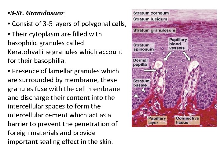  • 3 -St. Granulosum: • Consist of 3 -5 layers of polygonal cells,