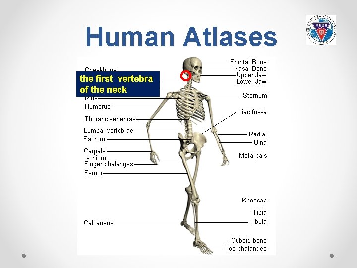 Human Atlases the first vertebra of the neck 
