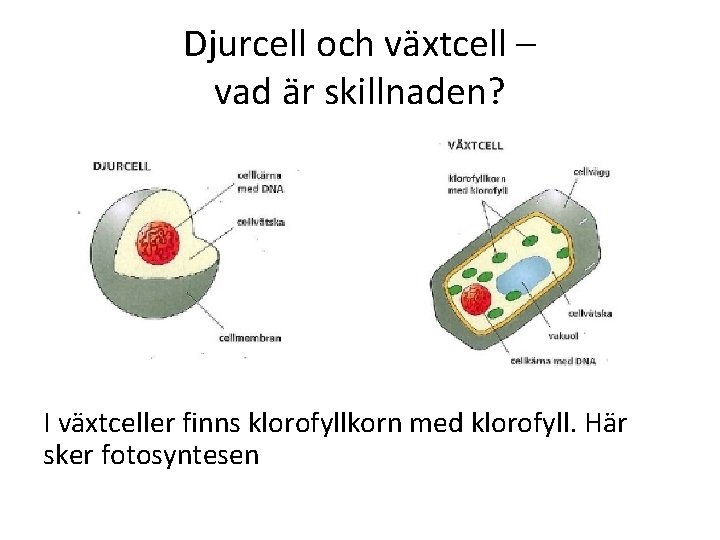 Djurcell och växtcell – vad är skillnaden? I växtceller finns klorofyllkorn med klorofyll. Här