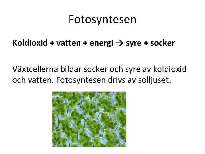 Fotosyntesen Koldioxid + vatten + energi → syre + socker Växtcellerna bildar socker och