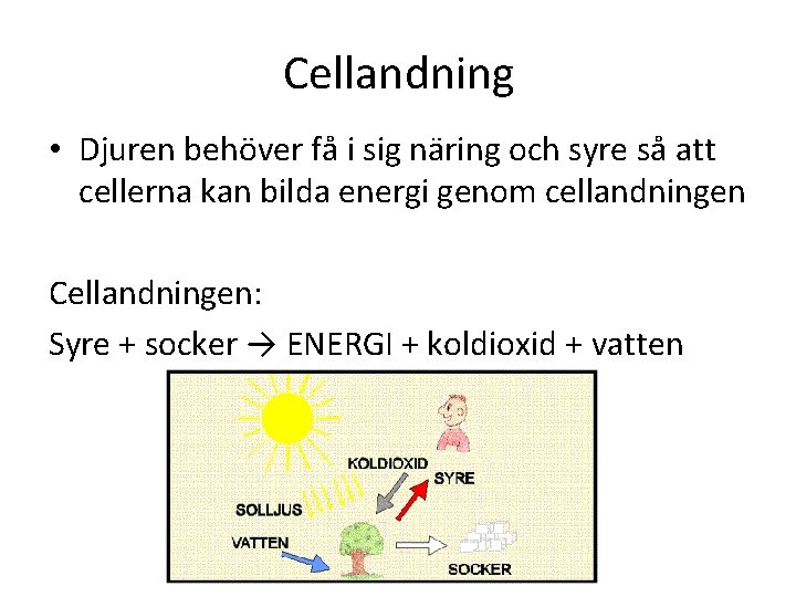 Cellandning • Djuren behöver få i sig näring och syre så att cellerna kan