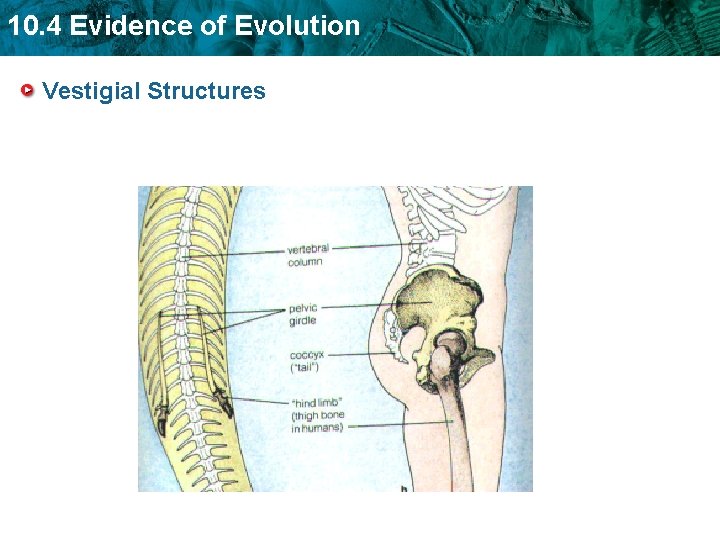 10. 4 Evidence of Evolution Vestigial Structures 