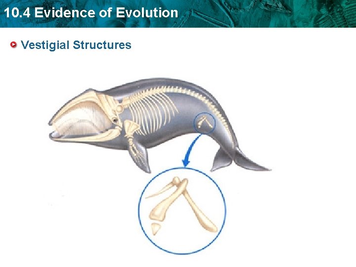 10. 4 Evidence of Evolution Vestigial Structures 