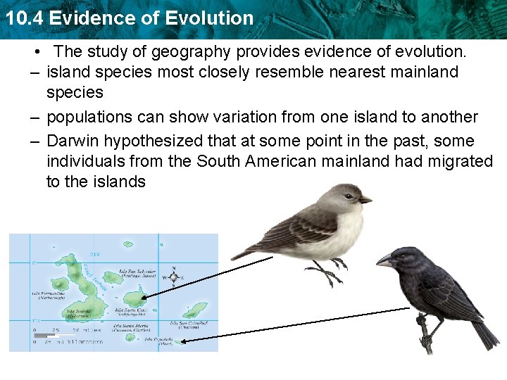 10. 4 Evidence of Evolution • The study of geography provides evidence of evolution.