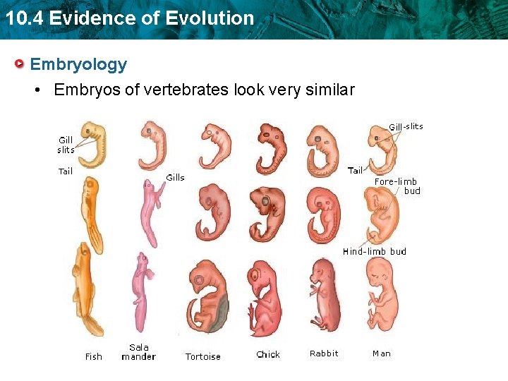 10. 4 Evidence of Evolution Embryology • Embryos of vertebrates look very similar 