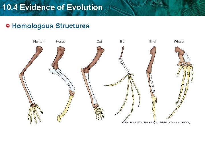 10. 4 Evidence of Evolution Homologous Structures 