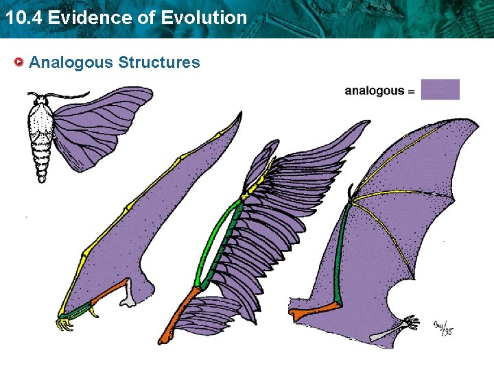 10. 4 Evidence of Evolution Analogous Structures 