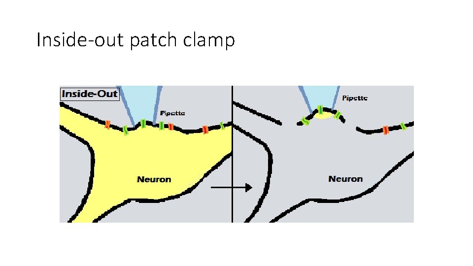 Inside-out patch clamp 