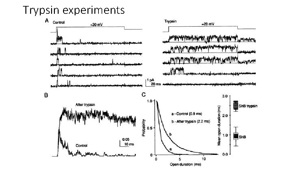 Trypsin experiments 