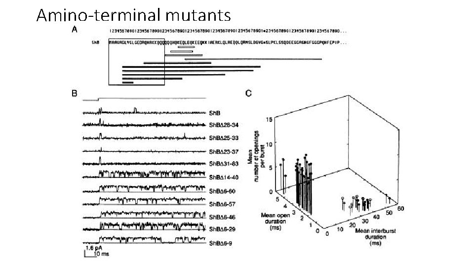 Amino-terminal mutants 