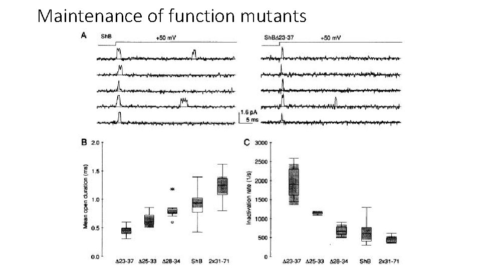 Maintenance of function mutants 