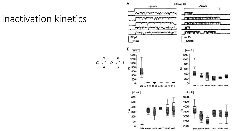 Inactivation kinetics 