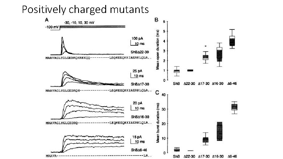 Positively charged mutants 