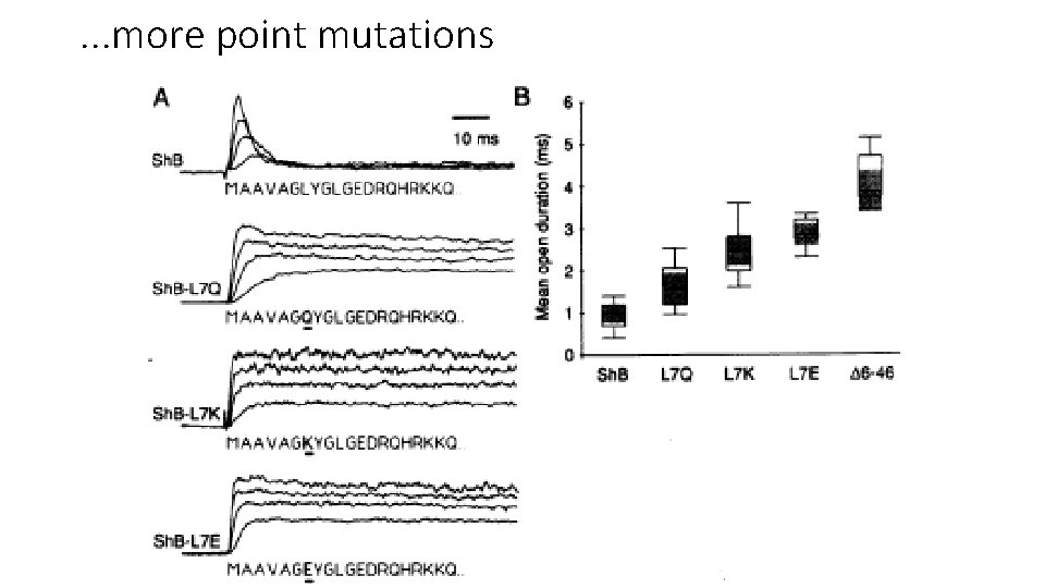. . . more point mutations 