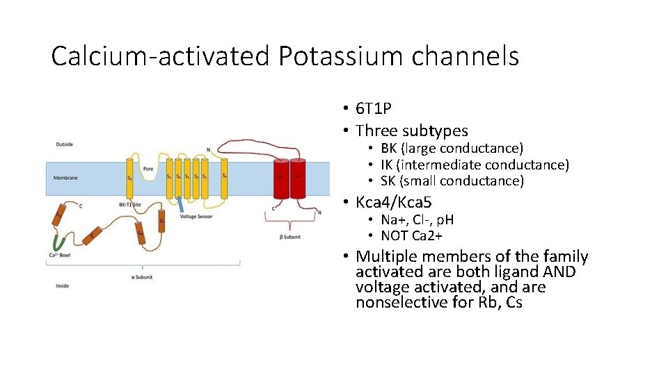 Calcium-activated Potassium channels • 6 T 1 P • Three subtypes • BK (large