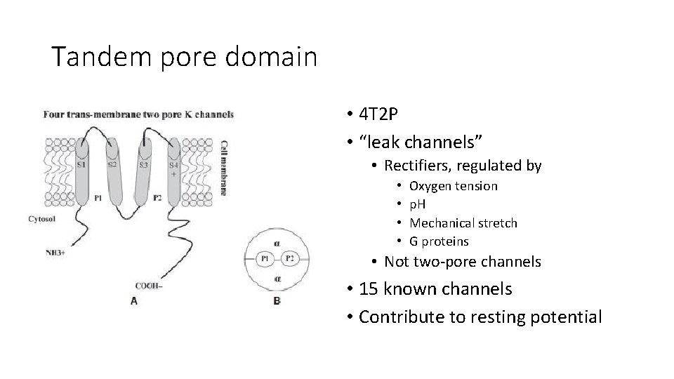 Tandem pore domain • 4 T 2 P • “leak channels” • Rectifiers, regulated