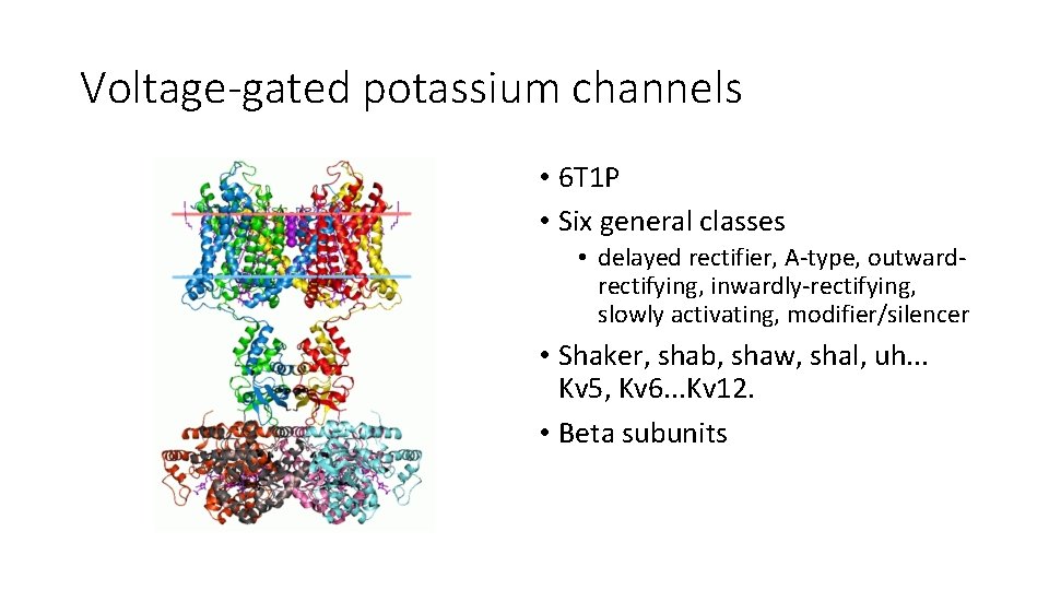 Voltage-gated potassium channels • 6 T 1 P • Six general classes • delayed