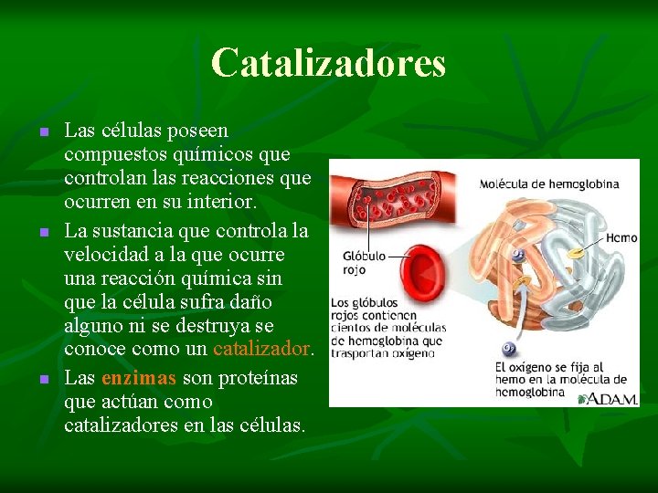 Catalizadores n n n Las células poseen compuestos químicos que controlan las reacciones que