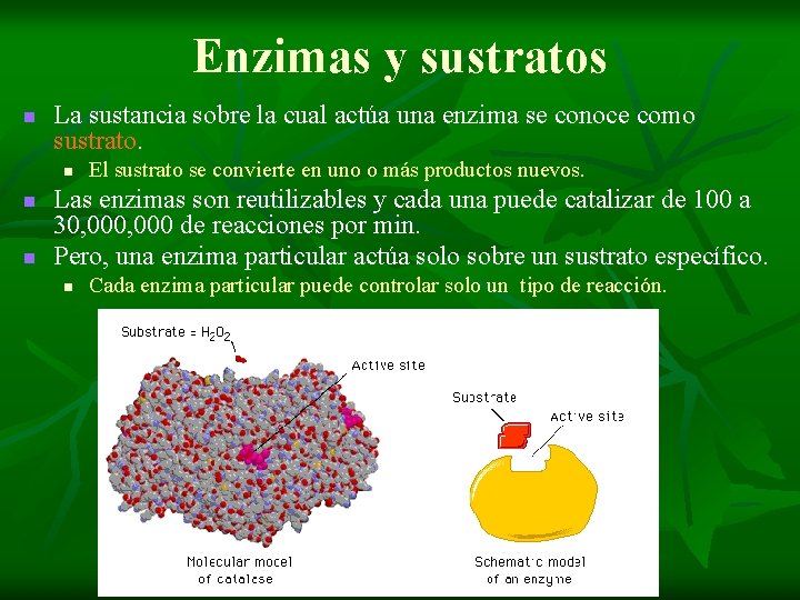 Enzimas y sustratos n La sustancia sobre la cual actúa una enzima se conoce