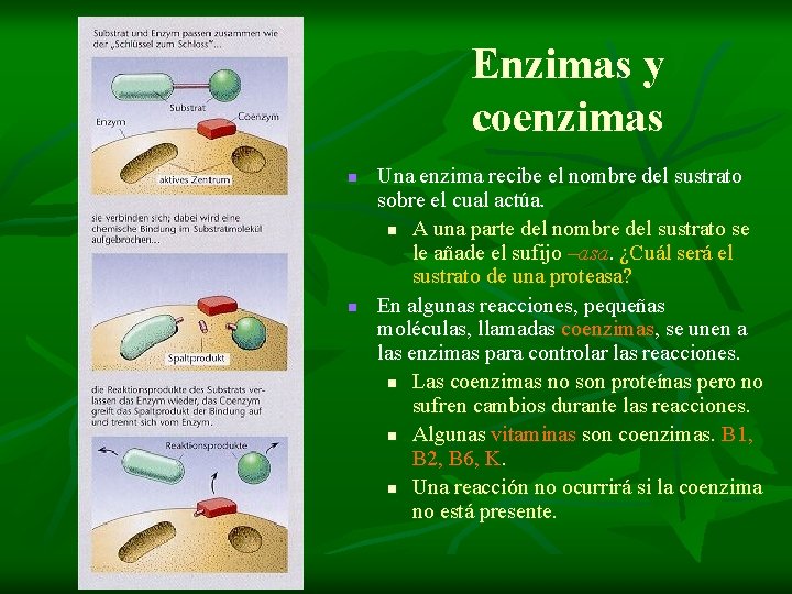 Enzimas y coenzimas n n Una enzima recibe el nombre del sustrato sobre el