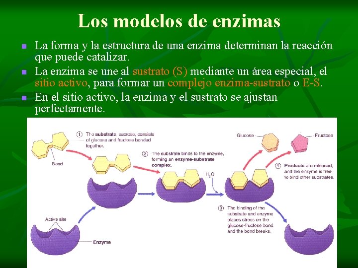 Los modelos de enzimas n n n La forma y la estructura de una