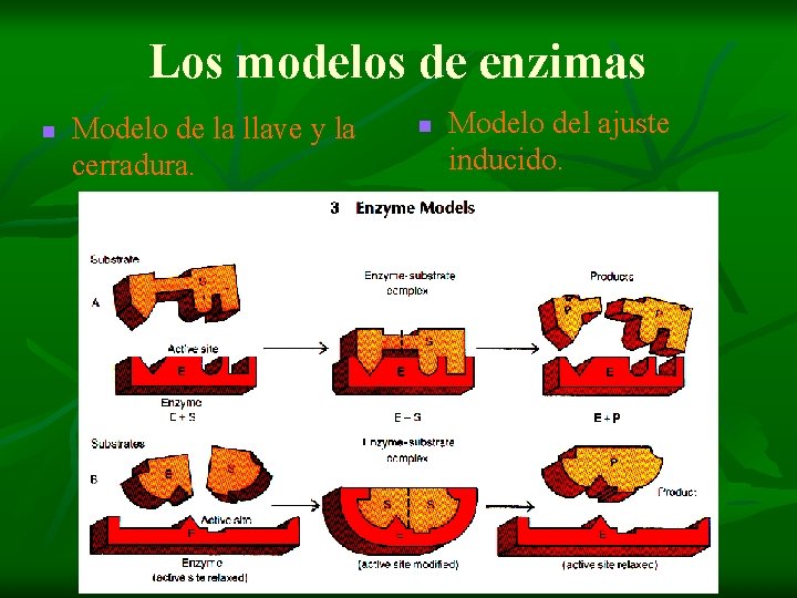 Los modelos de enzimas n Modelo de la llave y la cerradura. n Modelo
