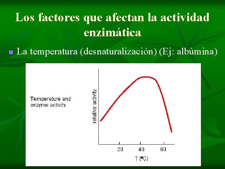 Los factores que afectan la actividad enzimática n La temperatura (desnaturalización) (Ej: albúmina) 