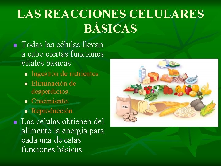 LAS REACCIONES CELULARES BÁSICAS n Todas las células llevan a cabo ciertas funciones vitales