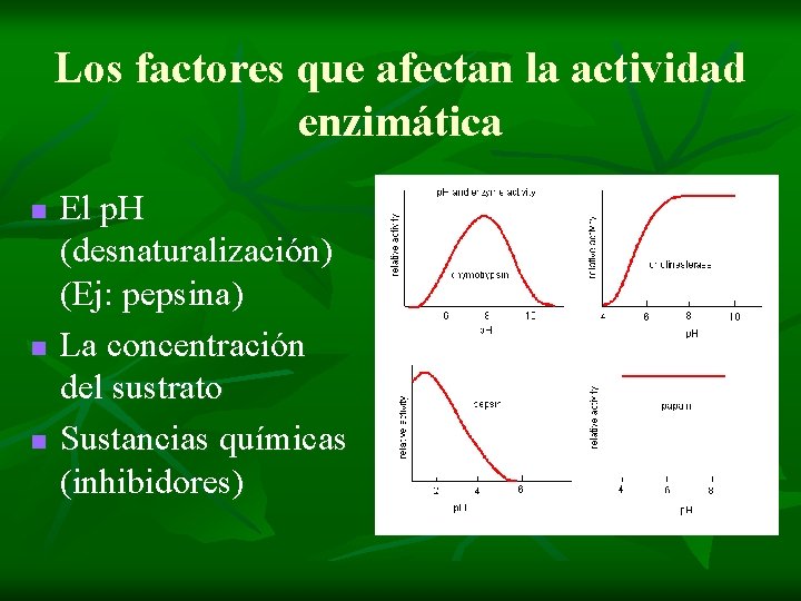 Los factores que afectan la actividad enzimática n n n El p. H (desnaturalización)