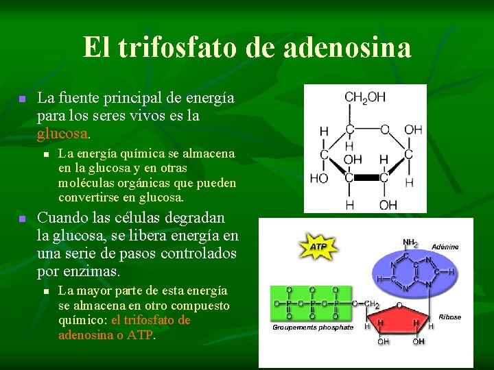 El trifosfato de adenosina n La fuente principal de energía para los seres vivos