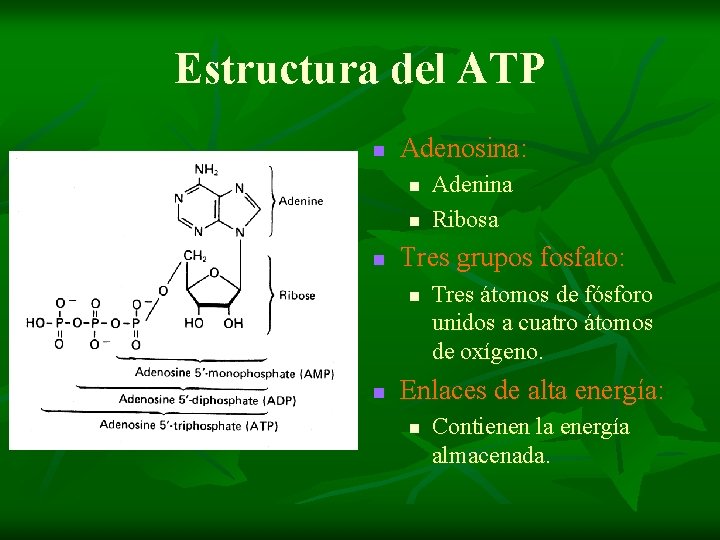 Estructura del ATP n Adenosina: n n n Tres grupos fosfato: n n Adenina