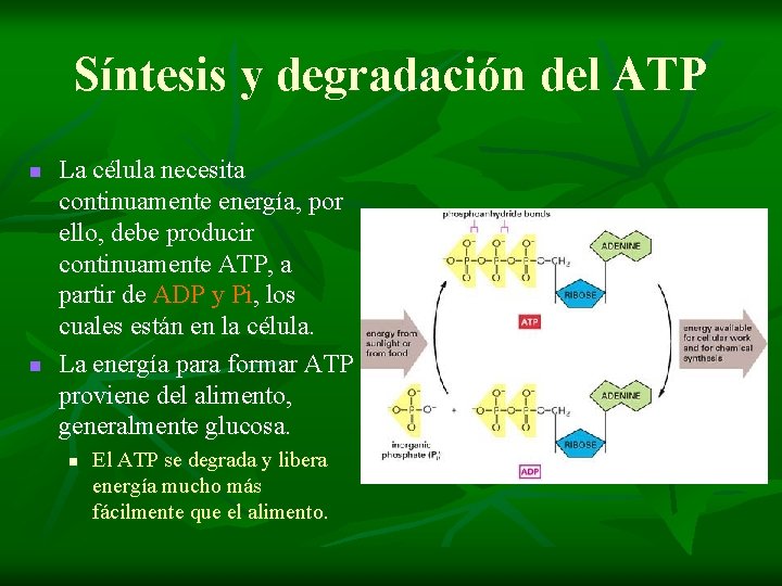 Síntesis y degradación del ATP n n La célula necesita continuamente energía, por ello,