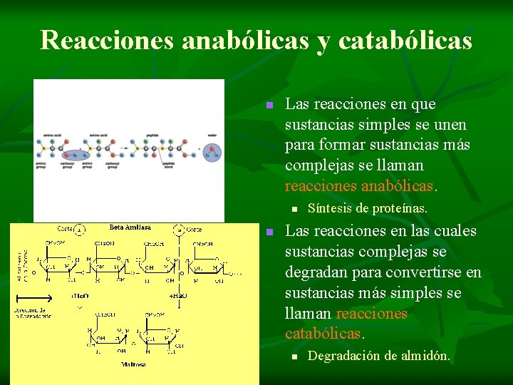 Reacciones anabólicas y catabólicas n Las reacciones en que sustancias simples se unen para