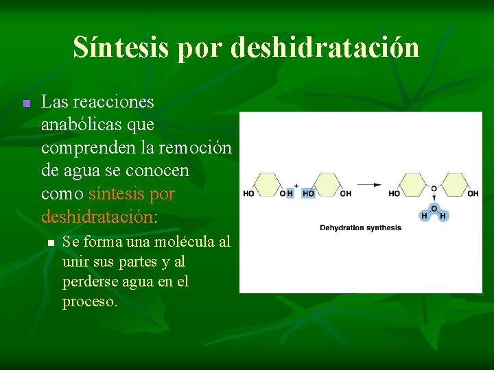 Síntesis por deshidratación n Las reacciones anabólicas que comprenden la remoción de agua se