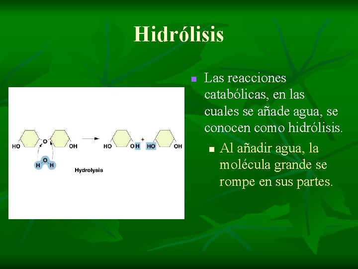 Hidrólisis n Las reacciones catabólicas, en las cuales se añade agua, se conocen como
