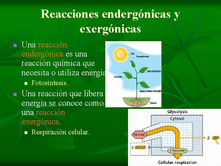 Reacciones endergónicas y exergónicas n Una reacción endergónica es una reacción química que necesita