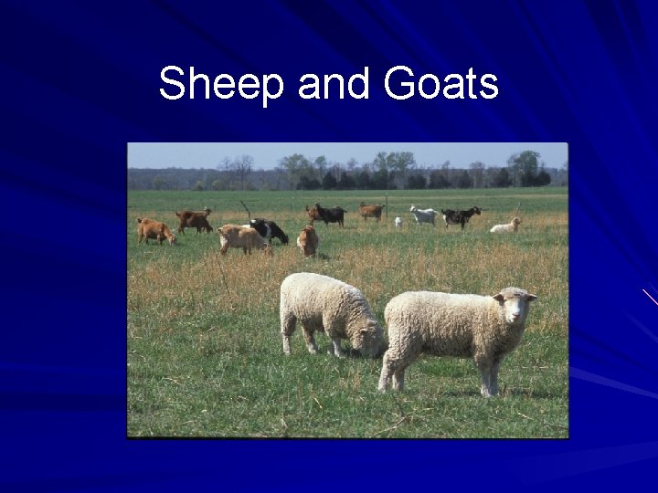 Sheep and Goats 