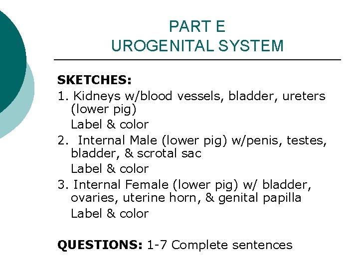 PART E UROGENITAL SYSTEM SKETCHES: 1. Kidneys w/blood vessels, bladder, ureters (lower pig) Label PART E UROGENITAL SYSTEM SKETCHES: 1. Kidneys w/blood vessels, bladder, ureters (lower pig) Label