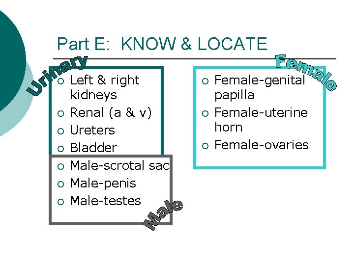 Part E: KNOW & LOCATE ¡ ¡ ¡ ¡ Left & right kidneys Renal
