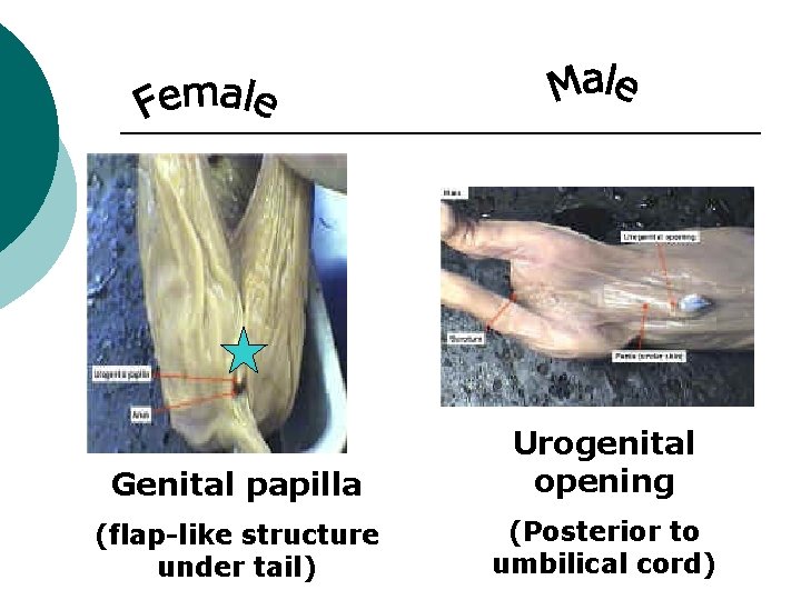 Genital papilla Urogenital opening (flap-like structure under tail) (Posterior to umbilical cord) 