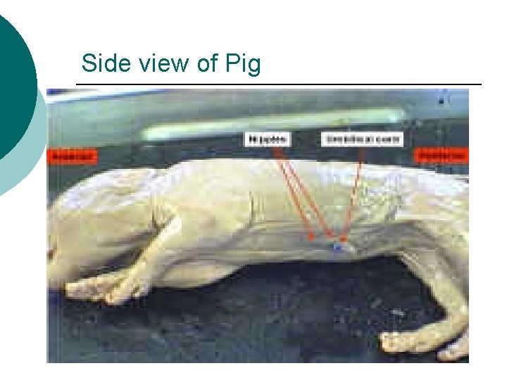 Side view of Pig 