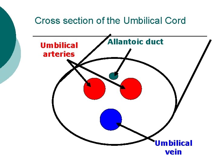 Cross section of the Umbilical Cord Umbilical arteries Allantoic duct Umbilical vein 