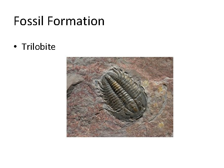 Fossil Formation • Trilobite 