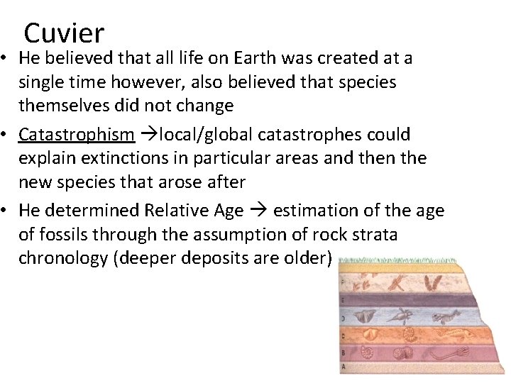 Cuvier • He believed that all life on Earth was created at a single