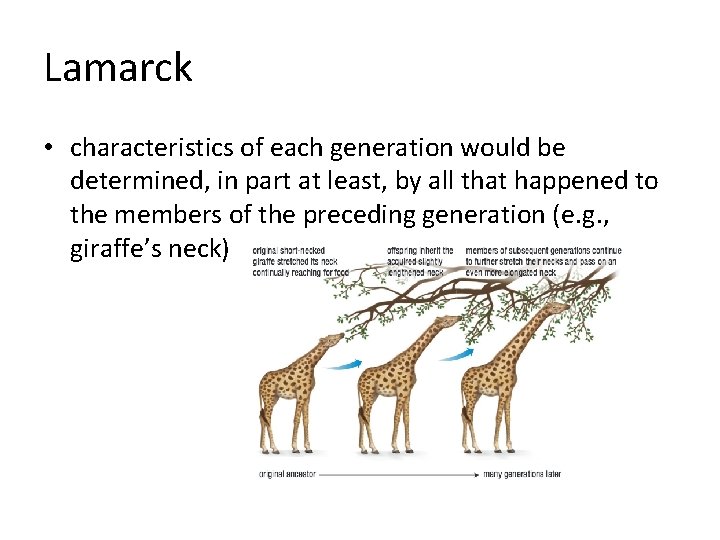 Lamarck • characteristics of each generation would be determined, in part at least, by